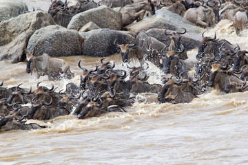 Wildebeest (Connochaetes taurinus) migration