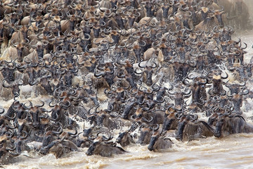 Wildebeest (Connochaetes taurinus) migration