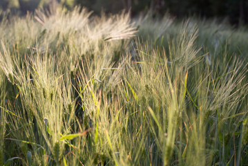 Green Barley Hay growing on a Field