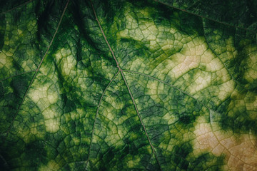 close up pumpkin leaf. abstract green and yellow leaf background and texture. selective focus.