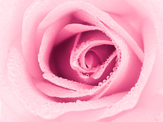 Fototapeta na wymiar Top view and close-up image of beautiful pink rose flower with droplet. Valentine day, love and wedding concept. Selective focus.