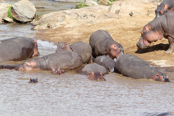 Hippo (Hippopotamus amphibius)