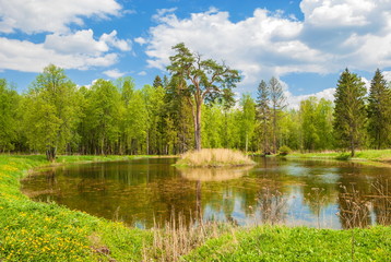 Summer landscape with a forest lake and a pine in the middle of the lake