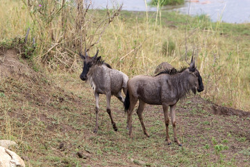 Wildebeest (Connochaetes taurinus)