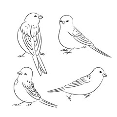 vector black white contour simple illustration of sparrow bird