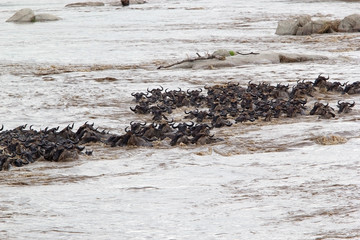 Wildebeest (Connochaetes taurinus) migration