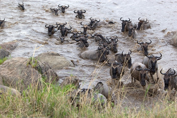 Wildebeest (Connochaetes taurinus) migration