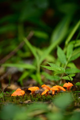 Orange toadstools