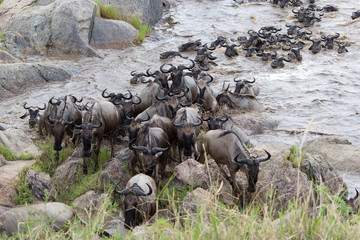 Wildebeest (Connochaetes taurinus) migration