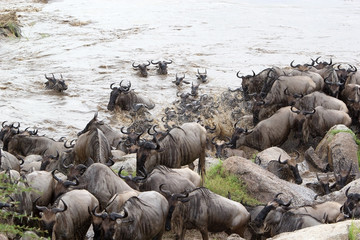 Wildebeest (Connochaetes taurinus) migration