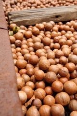 Macadamia Nuts in Guatemala