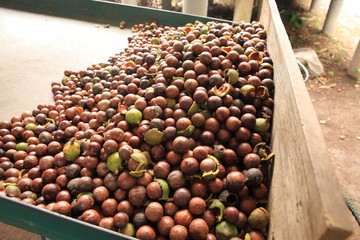Macadamia Nuts in Guatemala