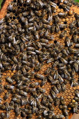 Frames with honeycomb.