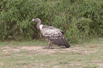 Ruppell's vulture (Gyps rueppellii)