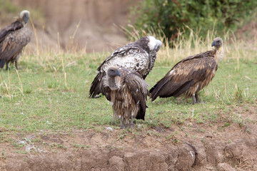 Ruppell's vulture (Gyps rueppellii)