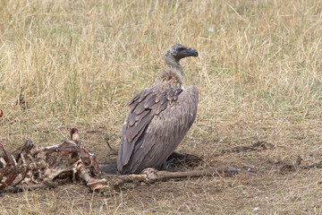 White backed vulture ( Gyps africanus)