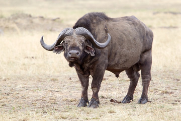 African buffalo (Sincerus caffer)