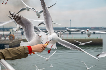 Seagull with food received by hand. Japan