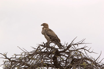 Tawny eagle (Aquila rapax)