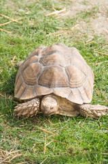 giant tortoise
