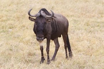 Naklejka na ściany i meble Wildebeest (Connochaetes taurinus)