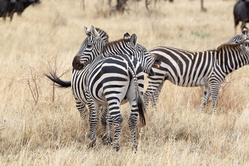 Obraz na płótnie Canvas Zebra (Equus burchellii)