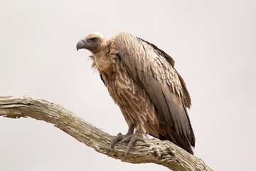 White backed vulture ( Gyps africanus)