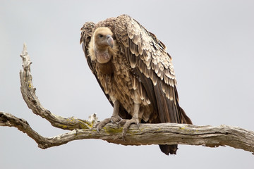 White backed vulture ( Gyps africanus)