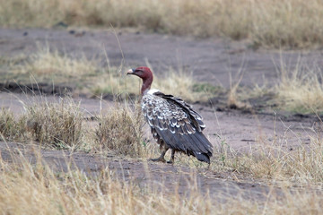 Ruppell's vulture (Gyps rueppellii)