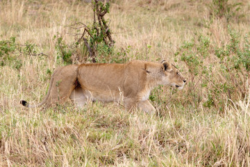 African lioness (Panthera leo)