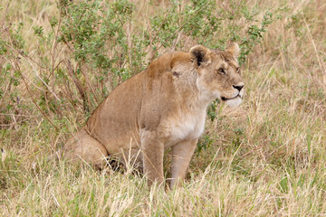 African lioness (Panthera leo)