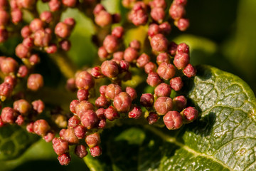 Flower and leaf close-up