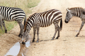 Fototapeta na wymiar Zebra (Equus burchellii)