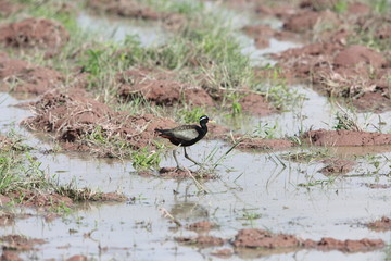 Bronze-winged Jacana (Metopidius indicus) in Khao Yai National Park, Thailand