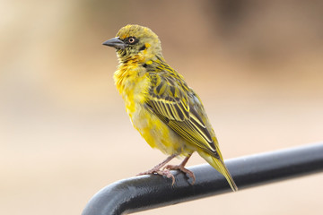 Yellow fronted canary (Serinus mozambicus)