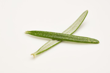 Rosemary on white background