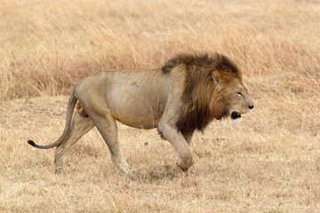 African lion (Panthera leo)