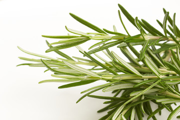 Rosemary on white background