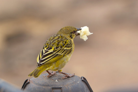 Yellow Fronted Canary (Serinus Mozambicus)