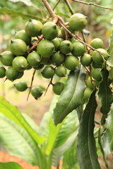 Macadamia Nuts in Guatemala