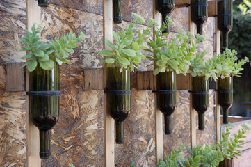 Wine bottles reused as flower pot