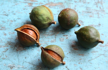 Macadamia Nuts in Guatemala