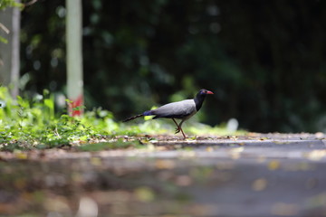 Coral-billed Ground Cuckoo (Carpococcyx renauldi) in Khao Yai National Park, Thailand