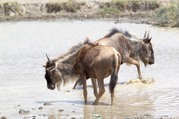 Wildebeest (Connochaetes taurinus)