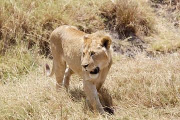 Fototapeta na wymiar African lion (Panthera leo)