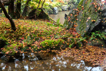 Fallen leaves on the shore of a pond in the autumn forest