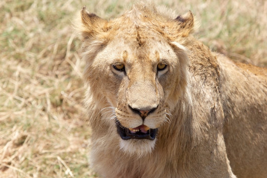African lion (Panthera leo)