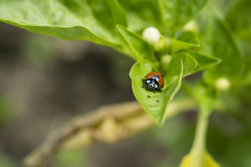 Ladybug on a green leaf of peppers.