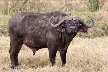 Foto auf Alu-Dibond Afrikanischer Büffel (Syncerus Caffer) © Maurizio