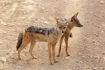 Black backed jackal (Canis mesomelas)